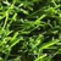 60mm artificial grass for football